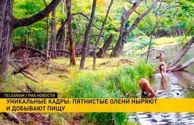 В Приморском крае ученые засняли ныряющих под воду в поисках пищи оленей