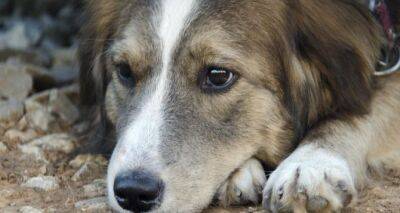 В Украине хотят запретить гражданам заводить собак и кошек - cxid.info - Украина