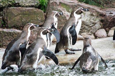 Зоопарк Франкфурта предпринимает специальные меры для защиты животных от жары
