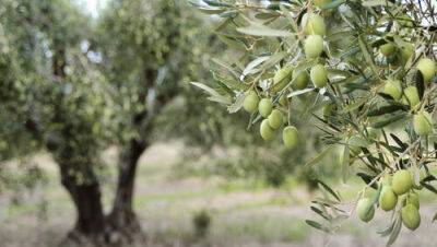 Открытие: древние израильтяне первыми в мире начали выращивать оливки 7000 лет назад