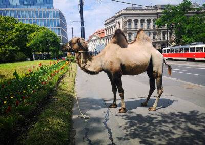 По улицам Праги верблюда водили
