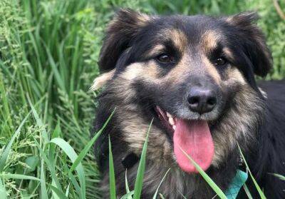 В Виннице в приюте для собак ждут своих хозяев 77 животных | Новости и события Украины и мира, о политике, здоровье, спорте и интересных людях