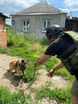 Из одного из самых обстреливаемых поселков под Харьковом вывезли 19 собак и 5 кошек (фото)