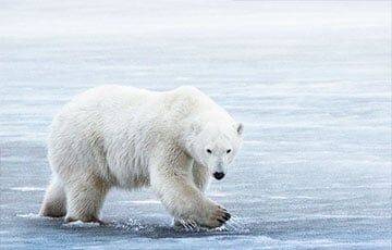 Белые медведи научились жить без ледников