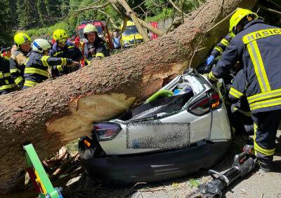 В Чехии дерево упало на проезжавшую машину: трое погибших