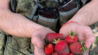 Оккупанты в Херсонской области нанимаются к местным жителям собирать клубнику – ОК «Юг»