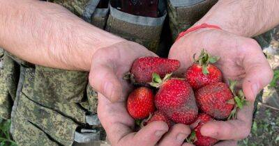 Оккупанты нанимаются к жителям Херсонской области собирать клубнику за 50 грн в час