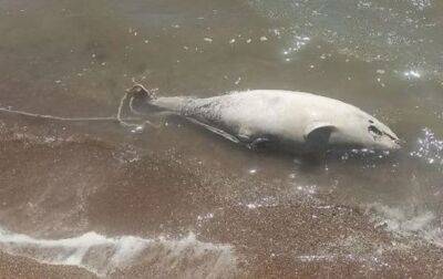В Азовском море возле Мариуполя зафиксирован мор дельфинов