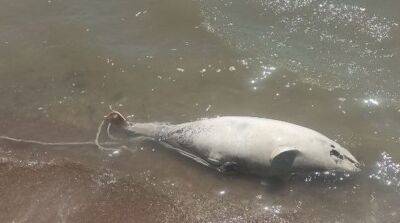 Возле Мариуполя зафиксировали мор дельфинов