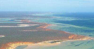 У берегов Австралии найдено крупнейшее растение в мире. Ему 4,5 тыс. лет