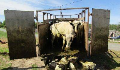 Тюменца задержали за хищение 50 коров. Он сдал их на забой за 700 000 рублей