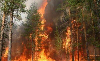Пожар близ Берлина: пламя охватило до 200 га леса - unn.com.ua - Украина - Киев - Берлин - Испания