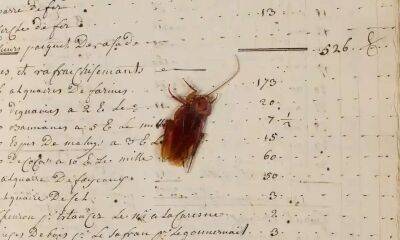 В Британском национальном архиве нашли 300-летнего таракана