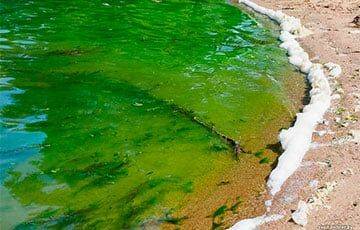 В Минском море неожиданно позеленела вода
