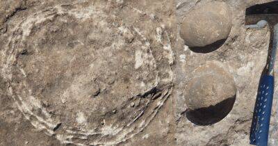 Впервые среди динозавров. Ученые нашли окаменевшее яйцо зауропода внутри друго яйца (фото)