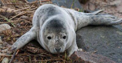 На Южно-Курземском побережье весной на берег вымыто много мертвых тюленей