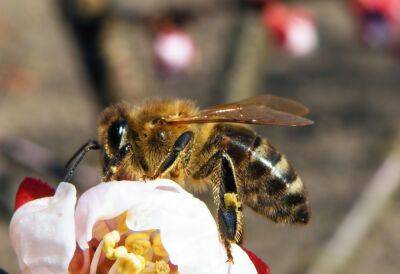 Как не отравить пчел пестицидами
