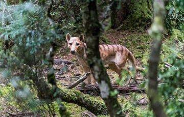 Австралийские ученые планируют вернуть к жизни сумчатого волка