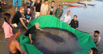 Весит 300 кг: в Камбодже поймали самую большую пресноводную рыбу (фото)