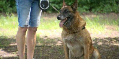 Побег из Беларуси. Собака белорусских пограничников с четвертого раза смогла сбежать в Польшу