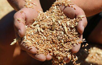 Предприниматель из Краснодара хотел сбыть некачественное зерно, но был остановлен