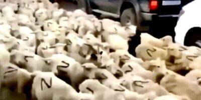 «Ротация кадыровцев»: в РФ по улицам прогнали отару овец с нарисованными буквами «Z» — видео