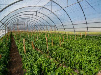Украинским аграриям будут выдавать гранты до 7 млн грн под строительство теплиц