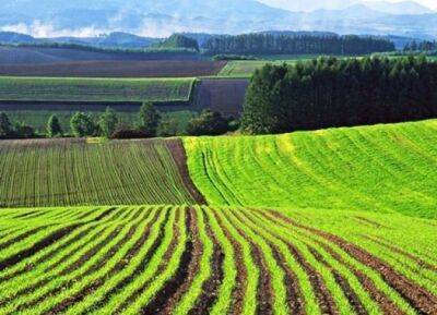 Рынок земли: В Украине выросло количество зарегистрированных земельных сделок