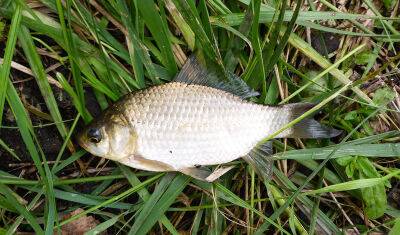 В реке Тюменской области обнаружили мертвую рыбу