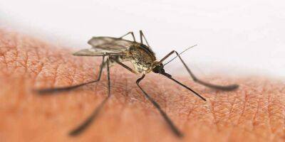 Самый привлекательный для комаров тип людей назвали аллергологи