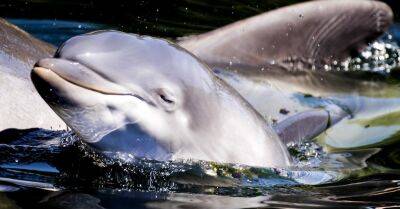 Три тысячи дельфинов погибли в Черном море из-за войны