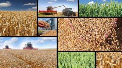 Беларусь не зависит от импорта основных зерновых культур и продовольствия