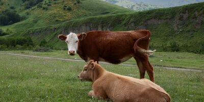 Дешевый импорт говядины давит на российских фермеров