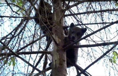 Медвежонок Веснушкин с больной лапой с помощью тверских биологов и друга научился лазать по деревьям