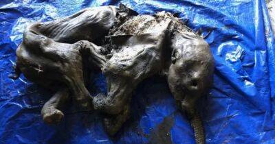 Канадский золотоискатель нашел мумию шерстистого мамонта возрастом 35 000 лет