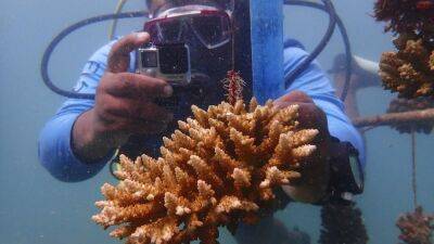 Спасти коралловые сады в Индийском океане