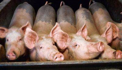 В Тверской области тренировались в ликвидации очага африканской чумы свиней