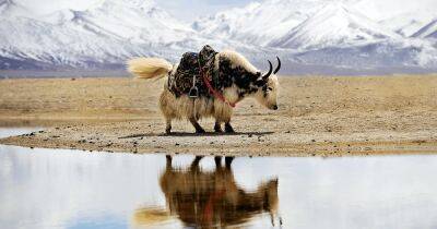 Таяние ледников Тибетского нагорья может привести к появлению новых болезней, - ученые