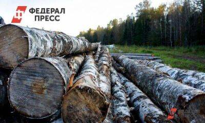 В Уфе планируют выплатить 94 млн рублей за уже спиленные деревья и снятую брусчатку