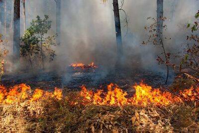 Лесной пожар на бывшем полигоне Ютербог удалось потушить