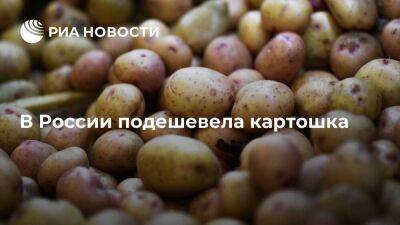 Росстат: в России с 18 по 24 июня картошка подешевела на 5,69 процента