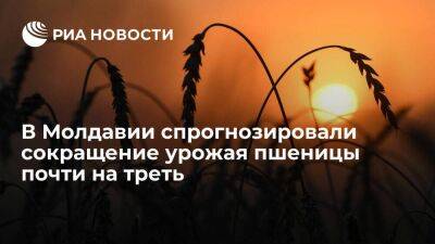 Глава минсельхоза Молдавии Герчиу: урожай пшеницы сократится на 30 процентов из-за засухи