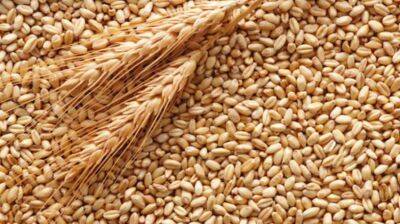 Россия продает Турции украденное украинское зерно