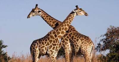 Ученые выяснили, зачем жирафам такая длинная шея (фото)