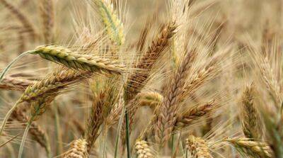 Британия готова помогать Украине с вывозом зерна – Уоллес
