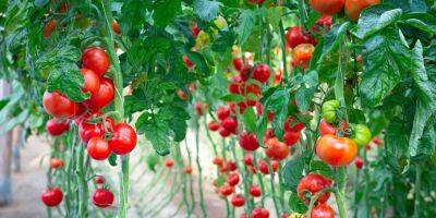 Действенный и проверенный способ. Что сделать, чтобы помидоры быстрее покраснели - nv.ua - Украина