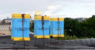 На крыше Латышского общества установят пчелиные ульи – в Верманском парке цветут липы