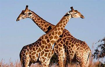 Ученые выяснили, зачем жирафам такая длинная шея