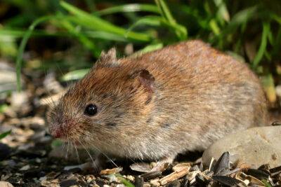 У полевых мышей в Европе найден новый тип коронавируса