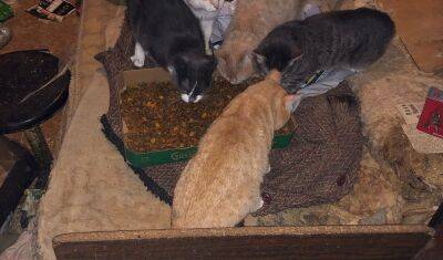 В Тюмени ищут дом кошкам, которые неделю были заперты в квартире с мертвой хозяйкой